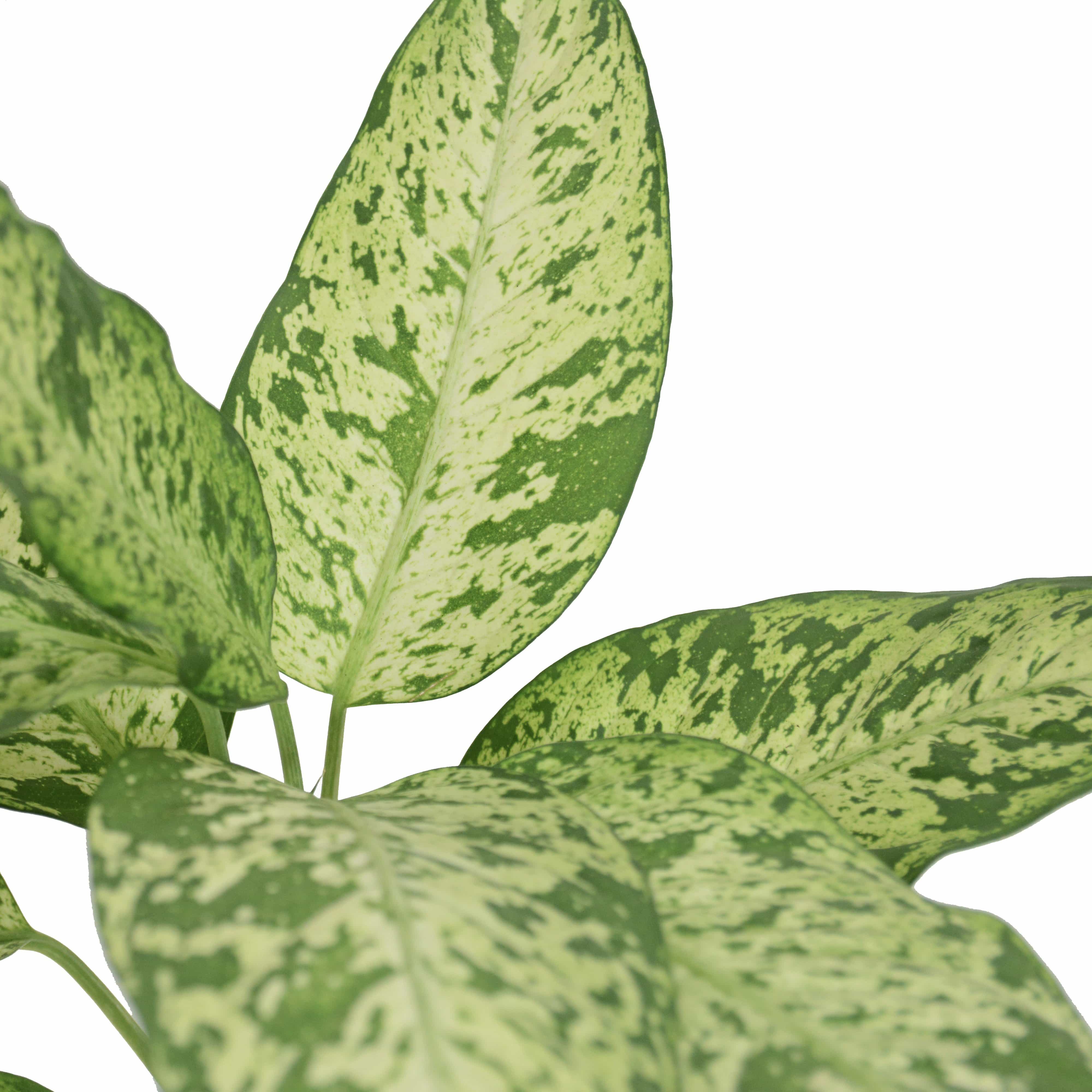Dieffenbachia | דיפנבכיה לינדה | דיפונבכיה לינדה | צמח בית | מרס  HOYA הויה HO_YA
