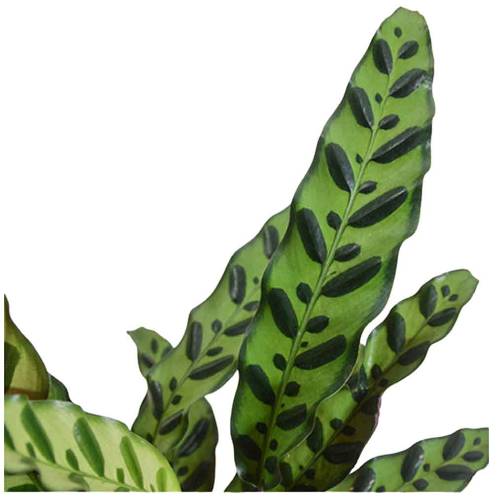 קלתאה אינסיגניס | calathea insignis |HOYA משלוחי צמחים- קלתאה אורנטה- הויהcalathea | קניית צמחים | משתלה אונלין | קלתאה | משלוחי צמחים