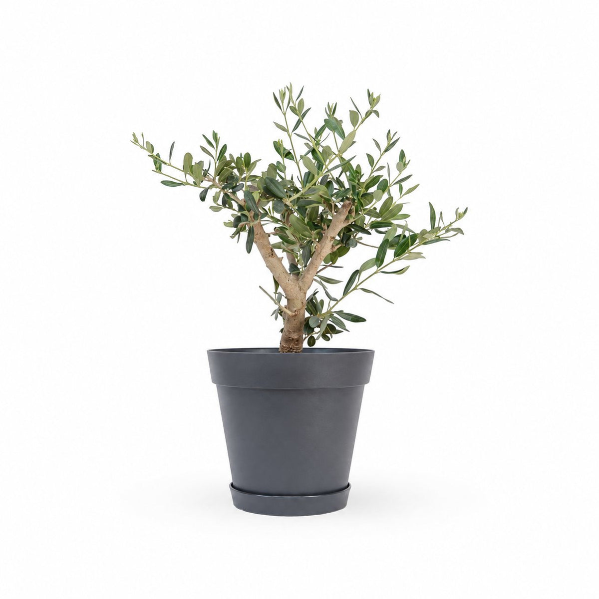 עץ זית בונסאי, Olive Tree