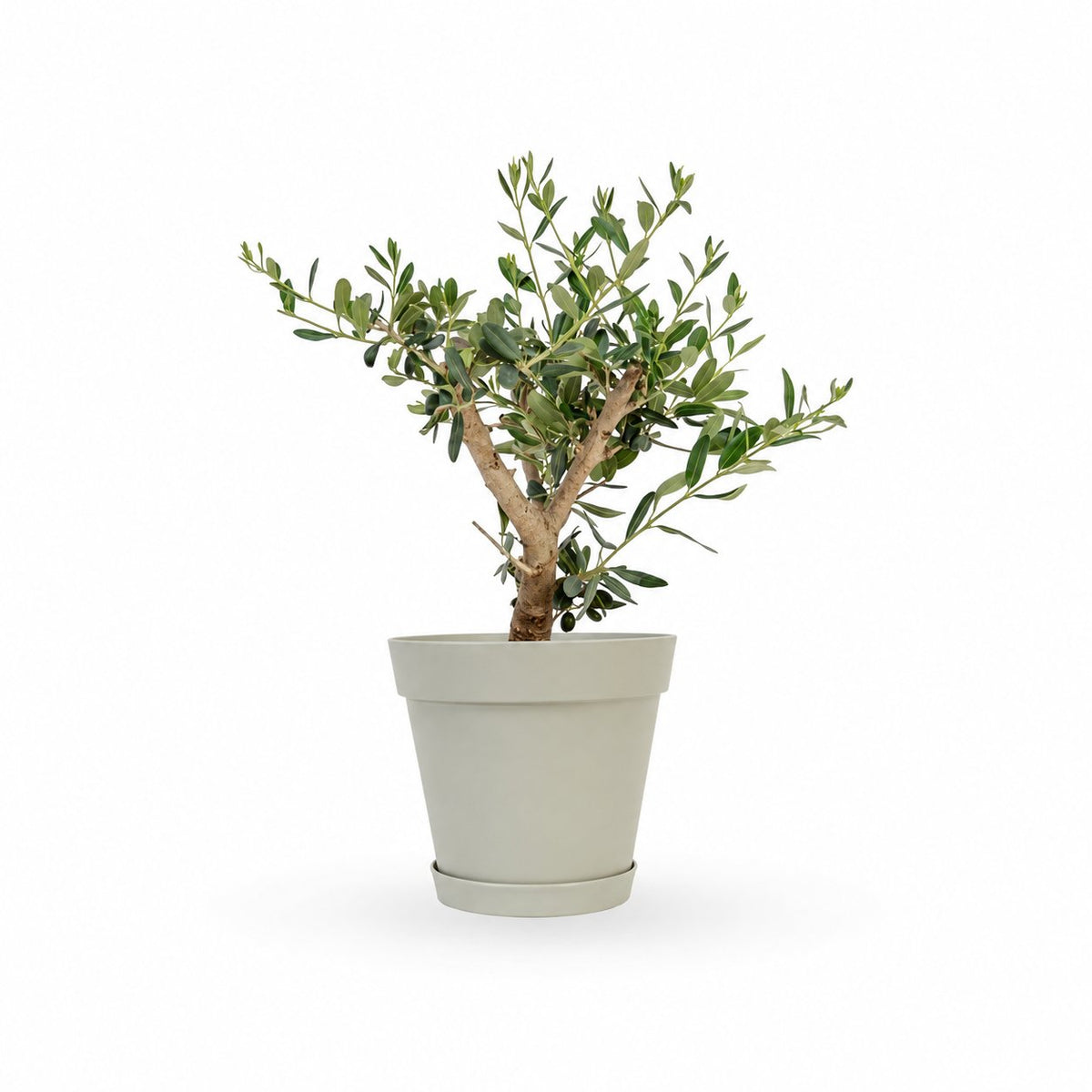 עץ זית בונסאי, Olive Tree