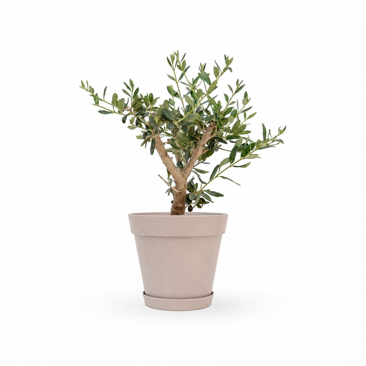 עץ זית בונסאי, Olive Tree