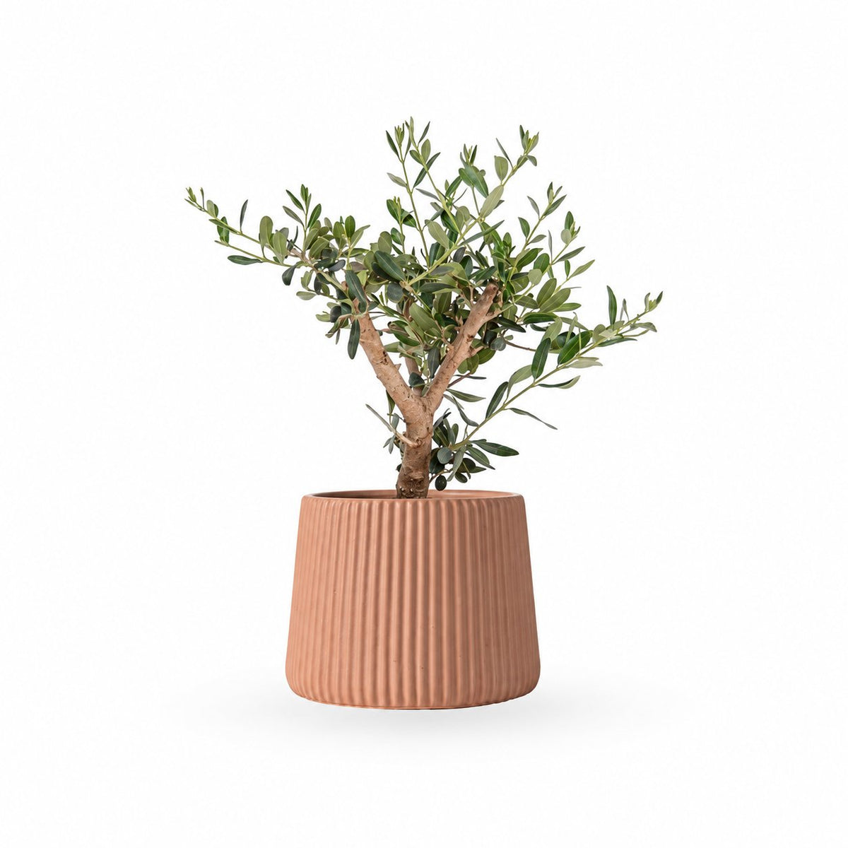 עץ זית בונסאי, Olive Tree