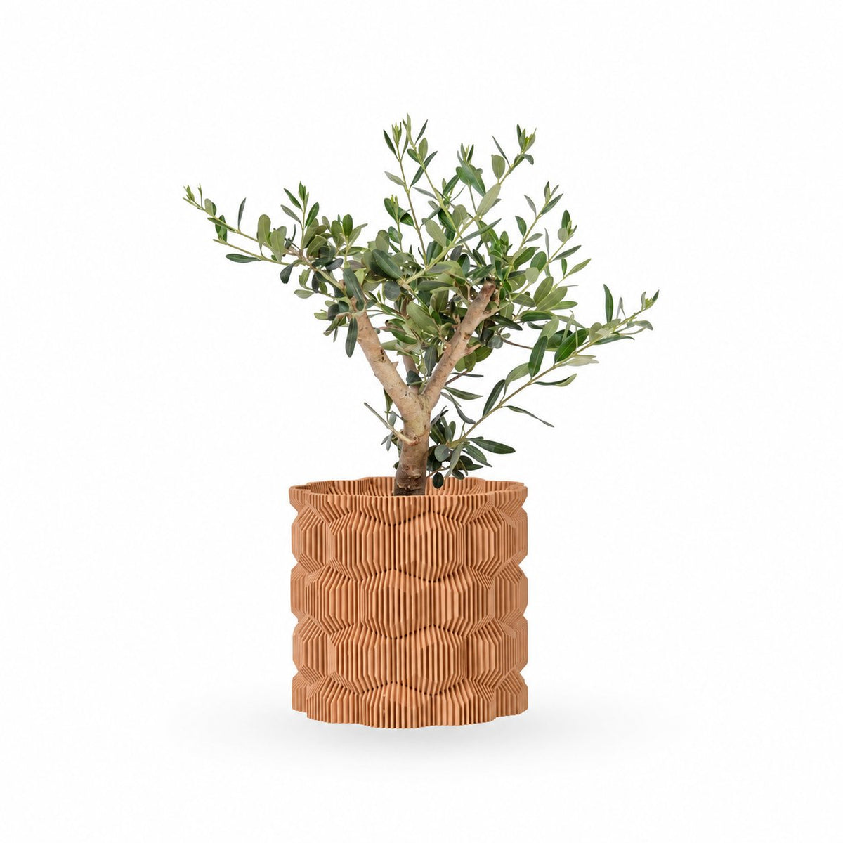 עץ זית בונסאי | Olive Tree | HOYA | ho-ya | משתלה אינטרנטית | צמחי בית | עד הבית | פריחת הצמח | משלוח צמחי בית | משתלה עד הבית | plant on it | let neta your plants