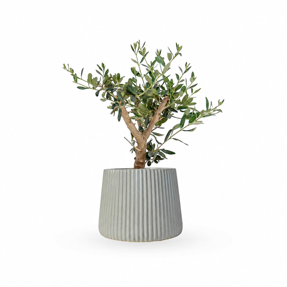עץ זית בונסאי, Olive Tree
