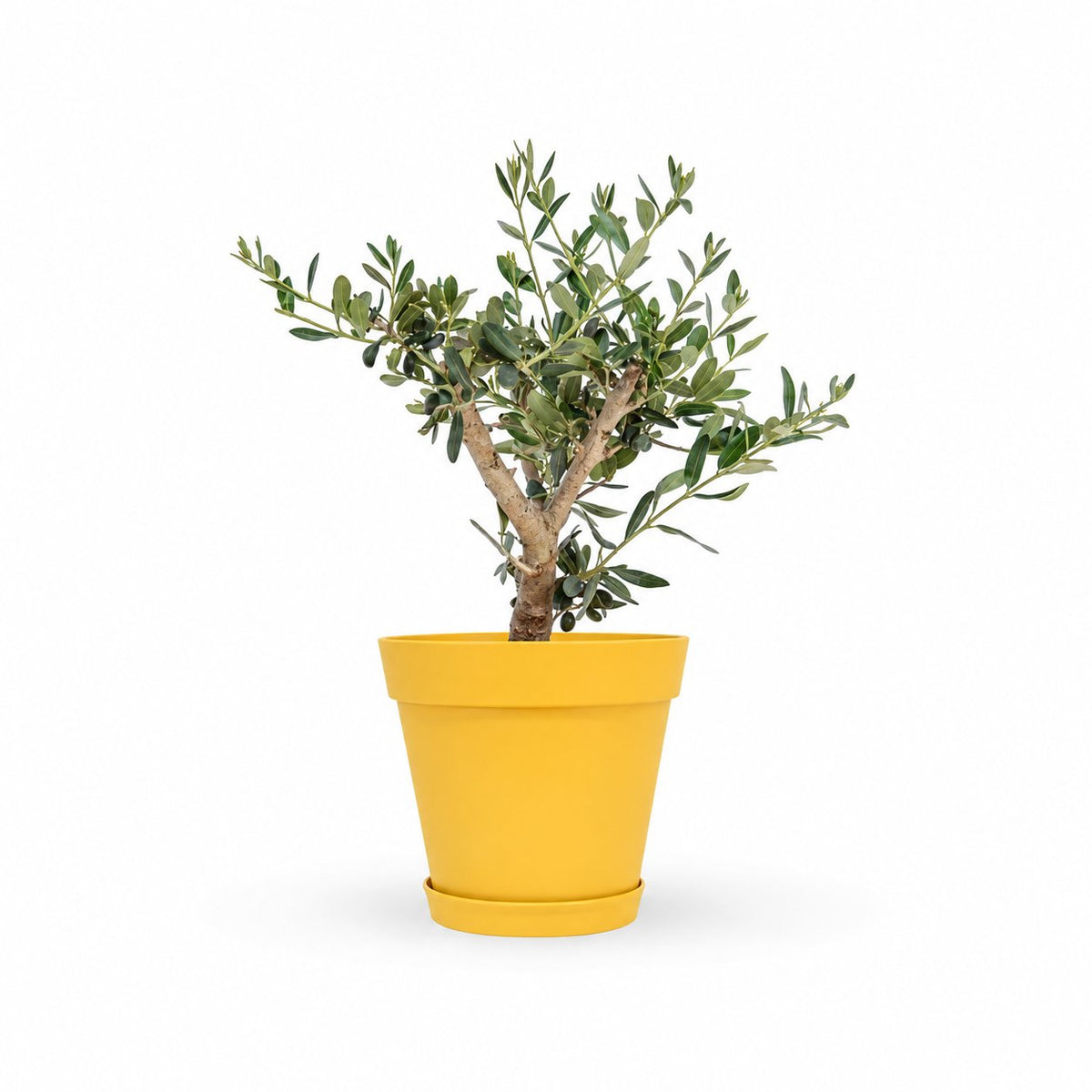 עץ זית בונסאי, Olive Tree