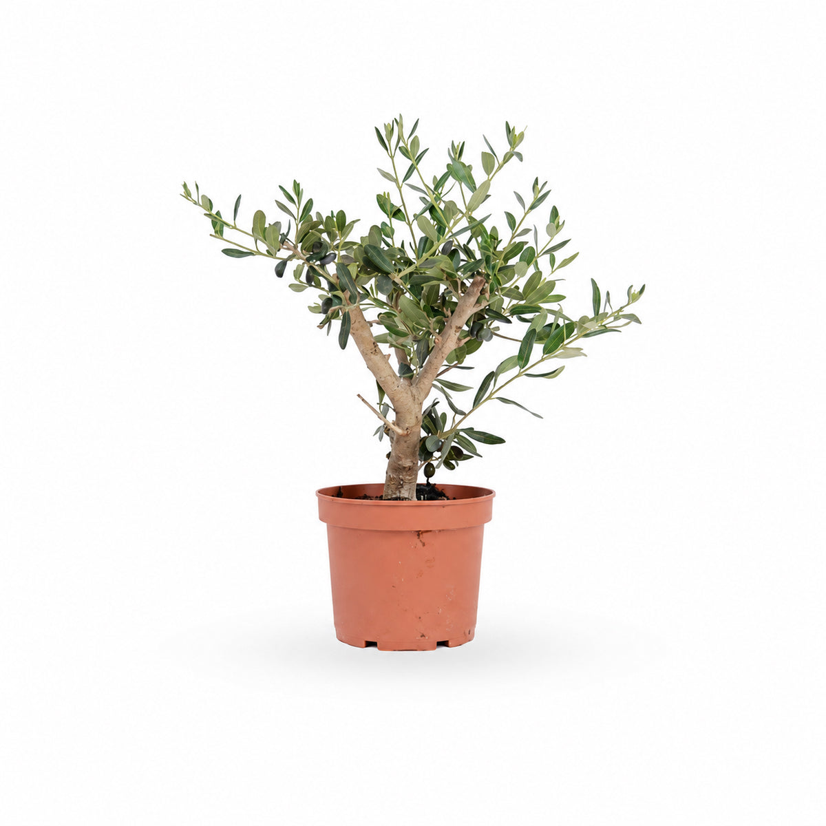 עץ זית בונסאי, Olive Tree