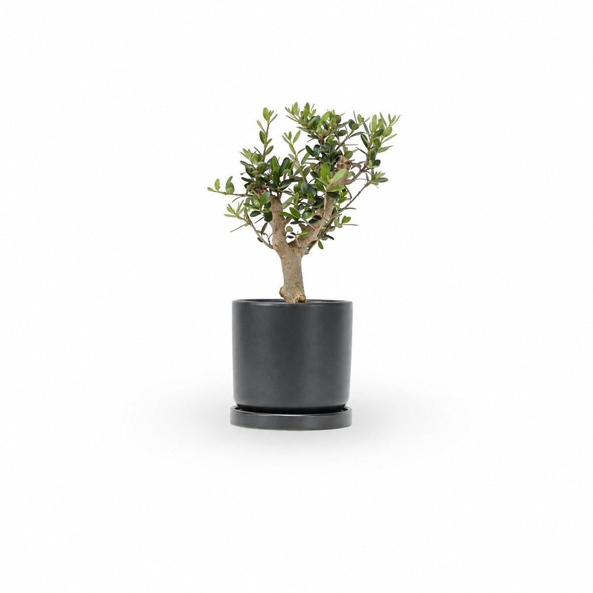 עץ זית בונסאי, Olive Tree