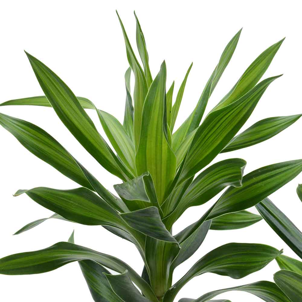 דרצנה | דרצנה גמיקה | דרצנה ג'מיקה | דרקונית | dracena jamaica | Dracaena | HOYA- צמחי בית | משלוח צמחים | משתלה אינטרנטית | משתלה אונליין | plant on it | neta your plants