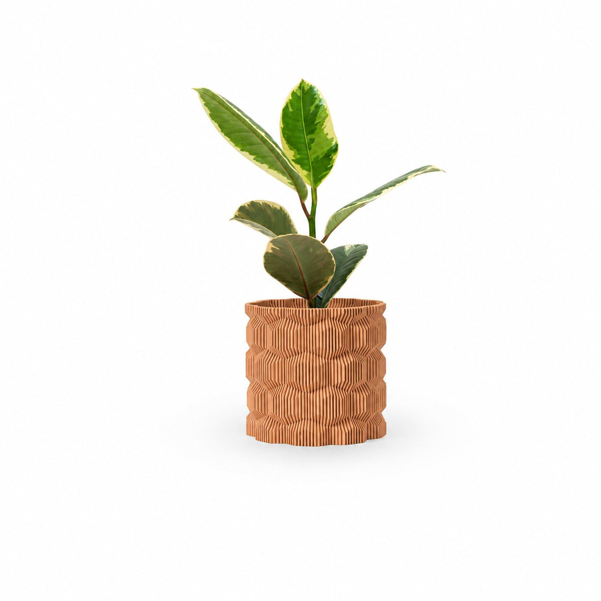 Ficus elastica, צמחים לבית, פיקוס גומי מגוון