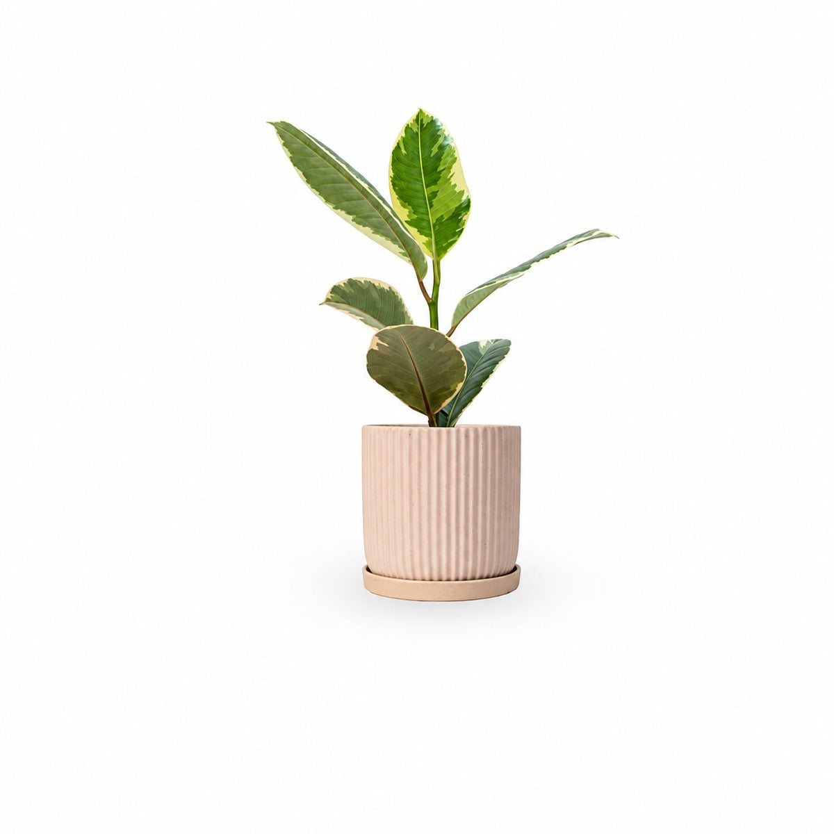 Ficus elastica, צמחים לבית, פיקוס גומי מגוון