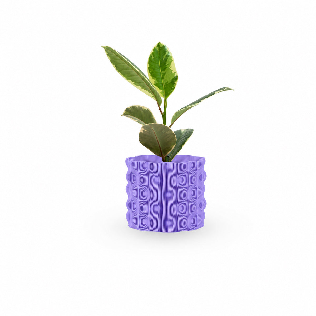 Ficus elastica, צמחים לבית, פיקוס גומי מגוון