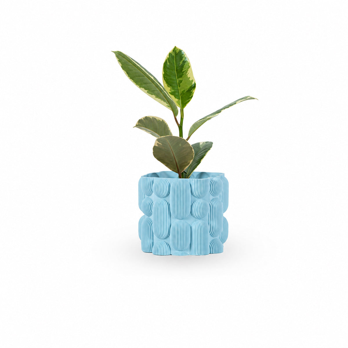 Ficus elastica, צמחים לבית, פיקוס גומי מגוון