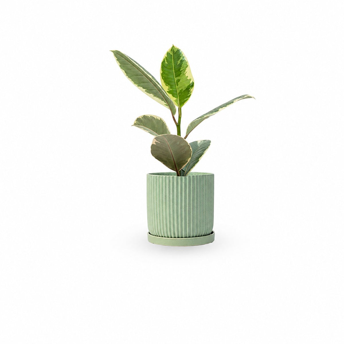 Ficus elastica, צמחים לבית, פיקוס גומי מגוון