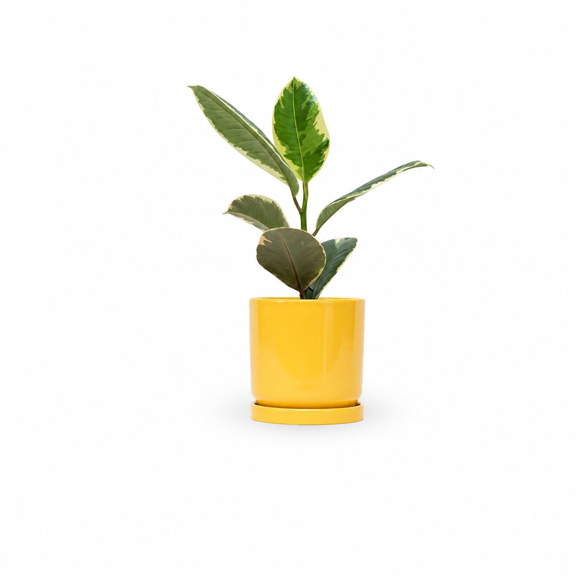 Ficus elastica, צמחים לבית, פיקוס גומי מגוון
