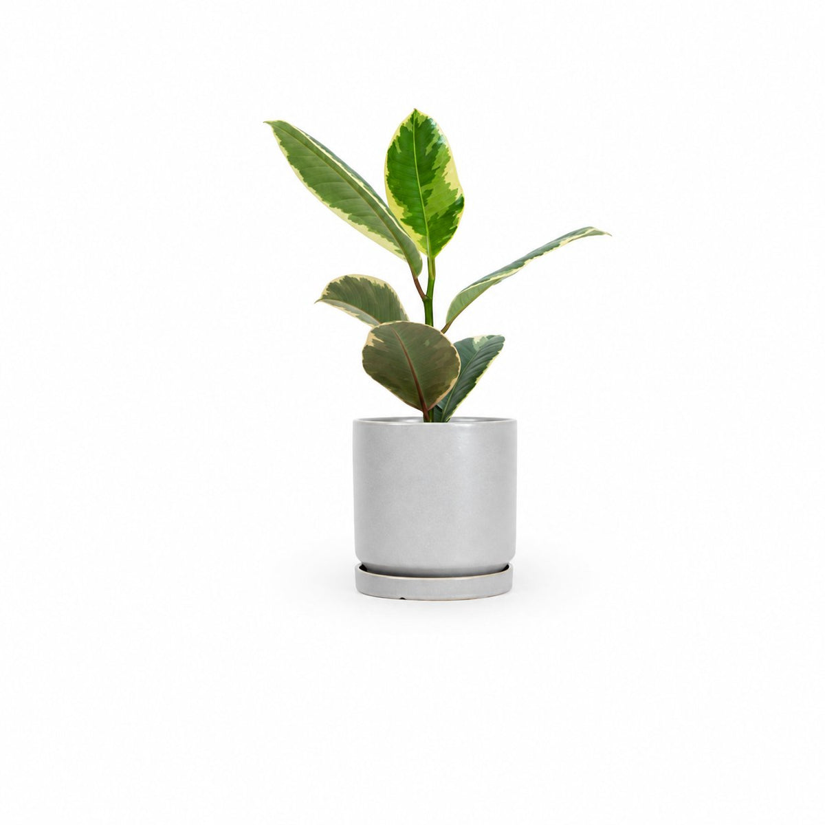 Ficus elastica, צמחים לבית, פיקוס גומי מגוון