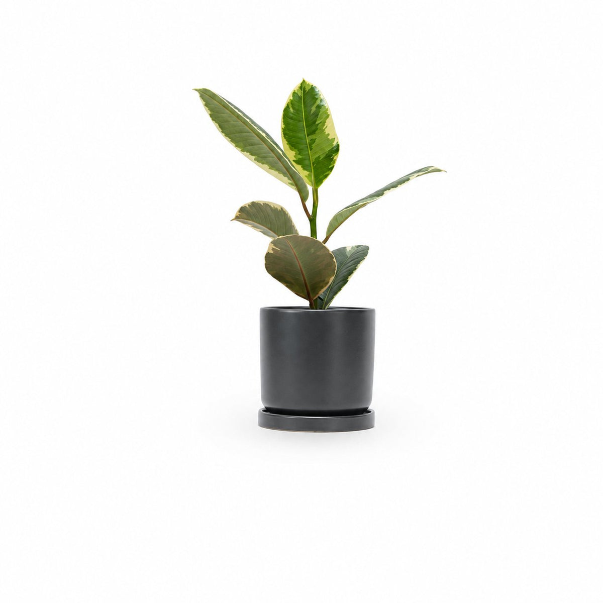 Ficus elastica, צמחים לבית, פיקוס גומי מגוון