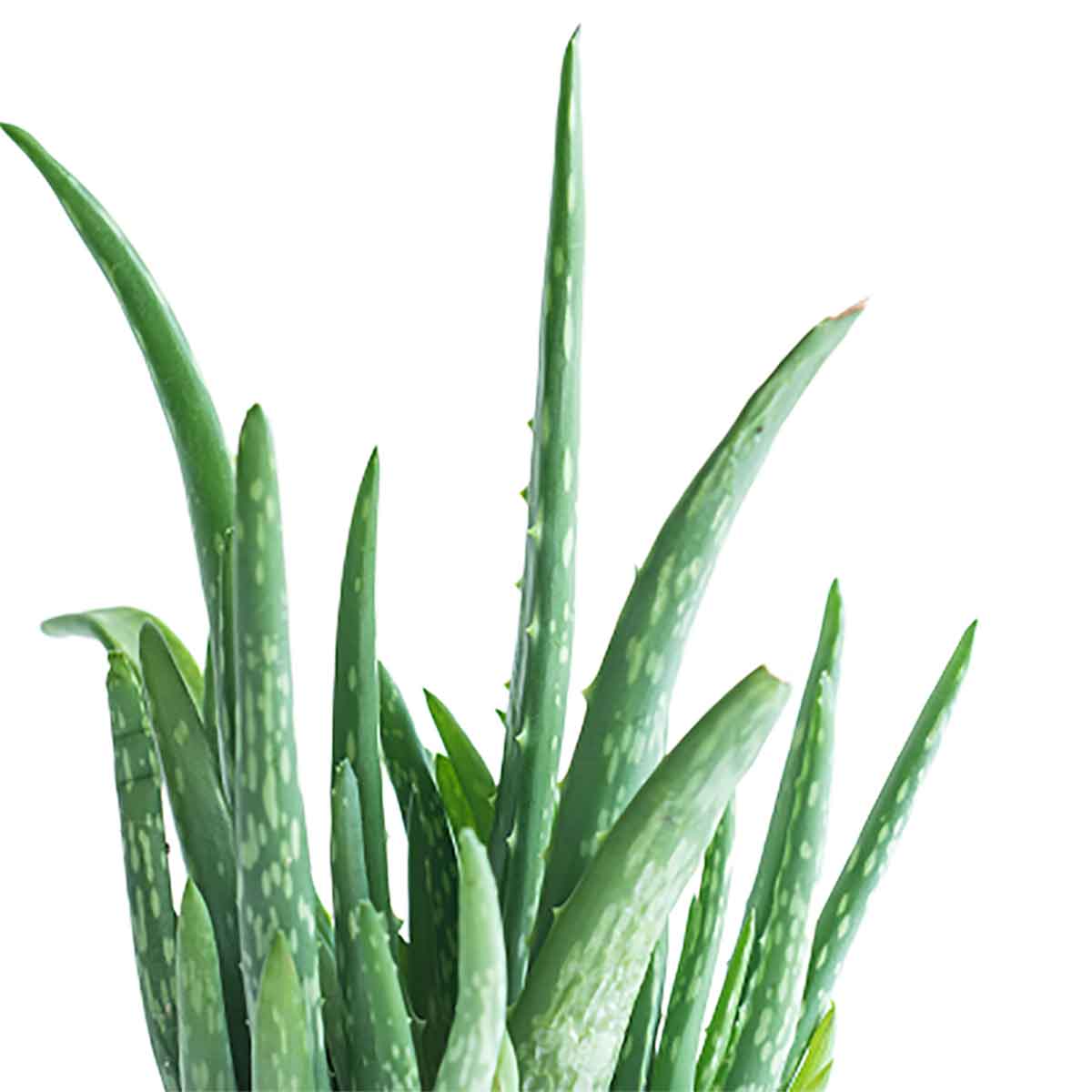  HOYA משלוחי צמחים- אלוורה רפואית- הויה Aloe Vera   משתלה אינטרנטית | צמחי בית | עד הבית | פריחת הצמח | משלוח צמחי בית | משתלה עד הבית | plant on it | let neta your plants