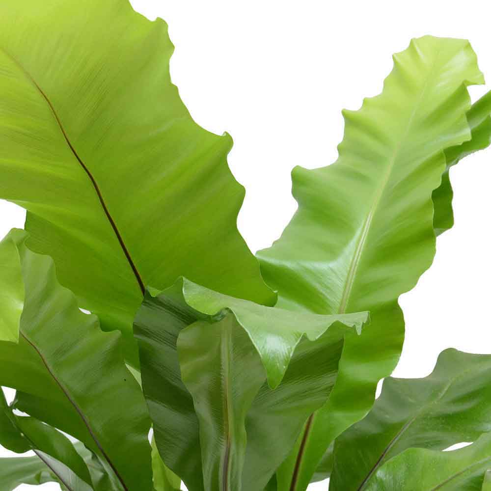 | hoya | קן הציפור | Bird Nest Fern  משתלה אינטרנטית | צמחי בית | עד הבית | פריחת הצמח | משלוח צמחי בית | משתלה עד הבית | plant on it | let neta your plants