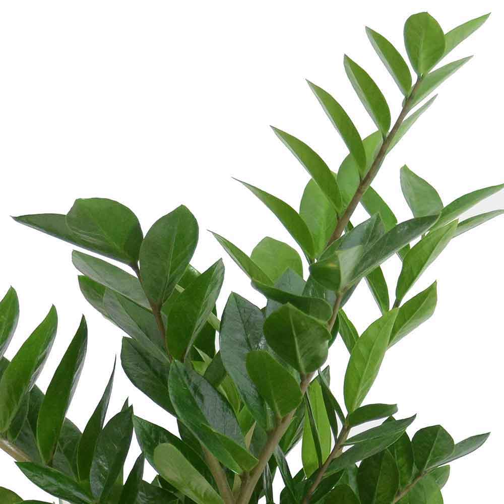 hoya | zz plant | זמיה קוקוס | הויה | משתלה | משתלה במרכז | משתלה אינטרנטית | משלוח צמחים עד הבית | plant nursery