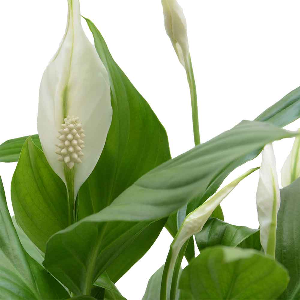  HOYA משלוחי צמחים- ספטיפיליום | Spathiphyllum | Peace lil  משתלה אינטרנטית | צמחי בית | עד הבית | פריחת הצמח | משלוח צמחי בית | משתלה עד הבית | plant on it | let neta your plants