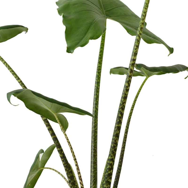 alocasia zebrina | אלוקסיה זברינה | אוזן פיל | מכירת צמחים | קניית צמחים לבית