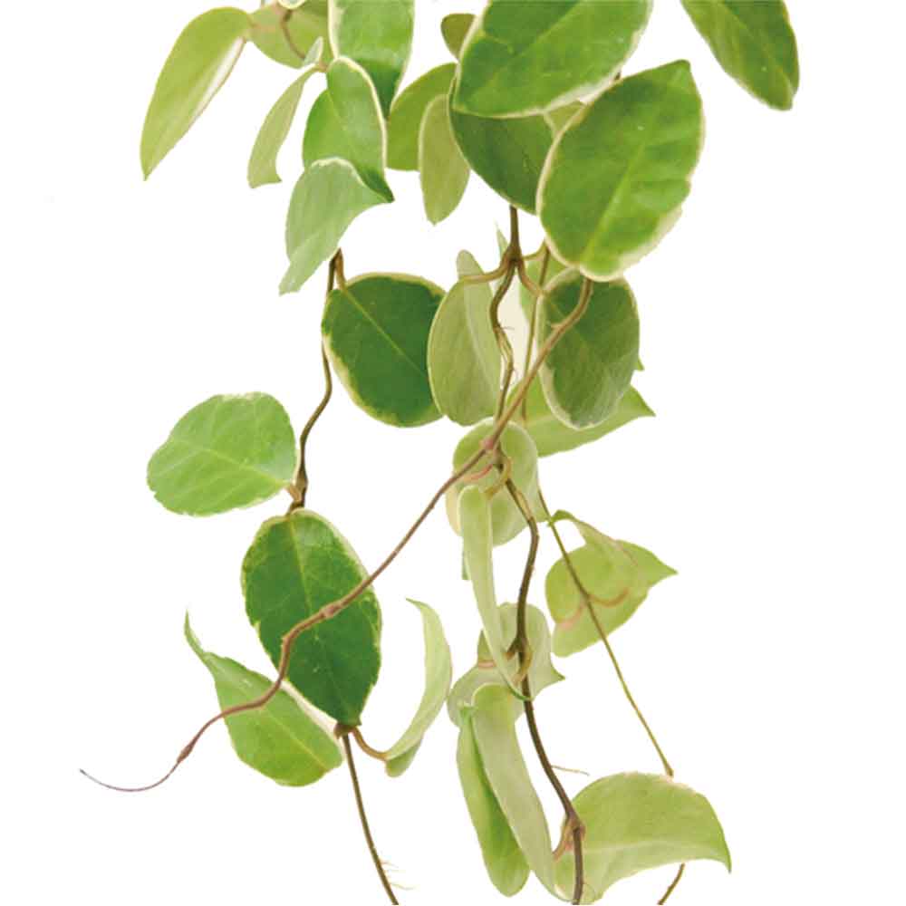 בת שבע טריוקלר | Hoya Tricolor | | hoya | plant on it |  together plant | צמחי בית | משתלה אינטרנטית | משתלה אונליין