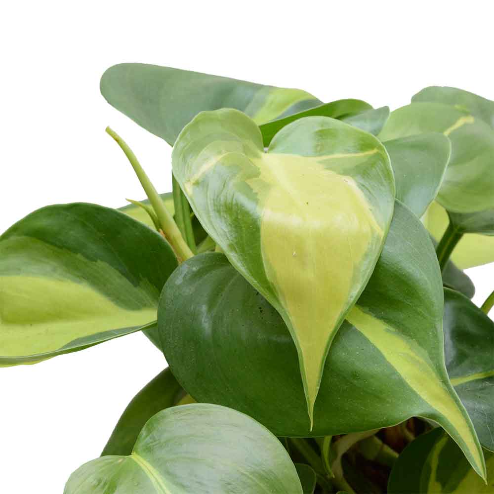  HOYA משלוחי צמחים- סקנדנס ברזיל | Philodendron Scandens Brasil  משתלה אינטרנטית | צמחי בית | עד הבית | פריחת הצמח | משלוח צמחי בית | משתלה עד הבית | plant on it | let neta your plants