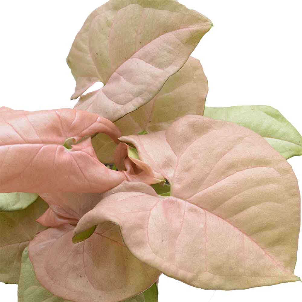 hoya | rrowhead plant, Arrowhead vine, or Goosefoot plant |משתלה און לין | מכירת צמחים | סינגוניום syngonium Pink Syngonium