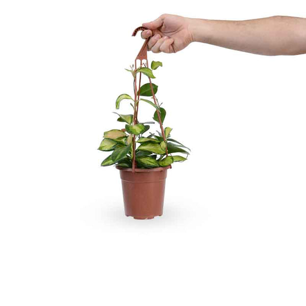 Hoya Australis variegated | הויה אוסטרליס | hoya | plant on it | neta together plant | צמחי בית | משתלה אינטרנטית | משתלה אונליין