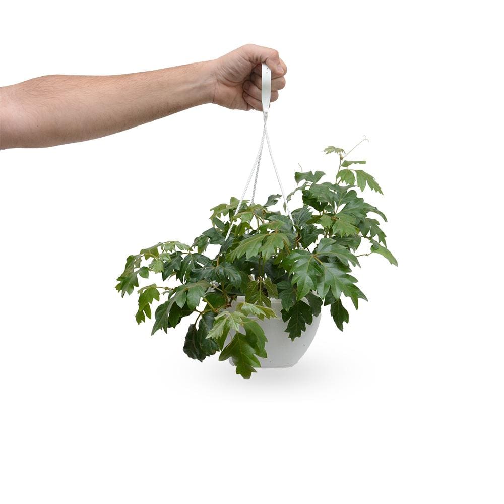גפנית | גפנית משולשת | גפנית מטפסת HOYA | גפנית | Parthenocissus