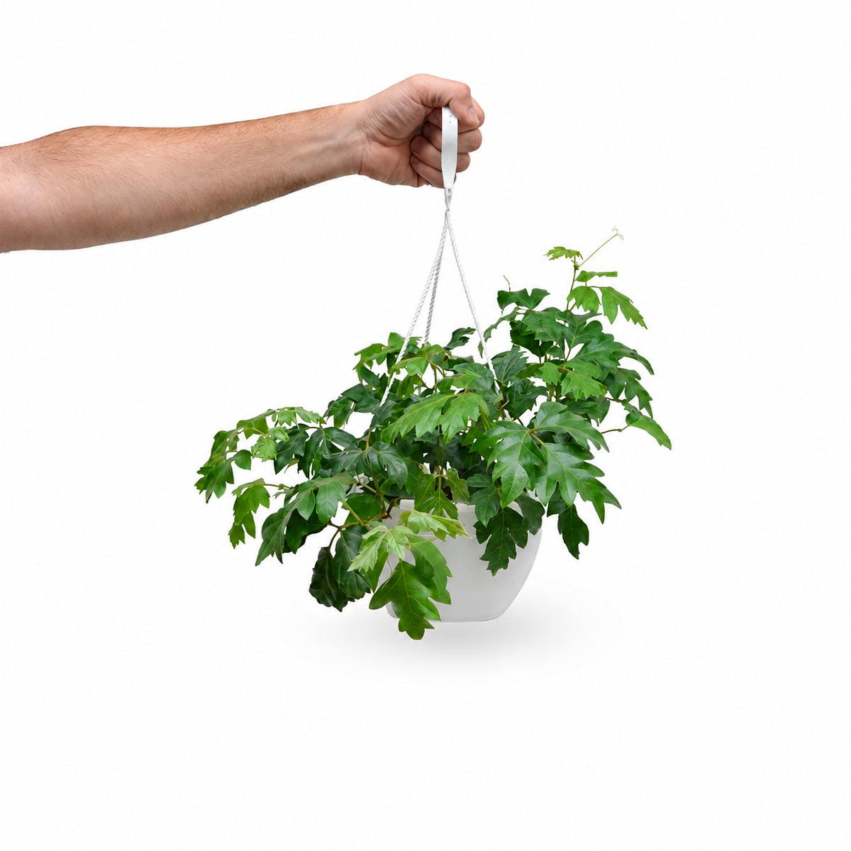 גפנית | גפנית משולשת | גפנית מטפסת HOYA | גפנית | Parthenocissus