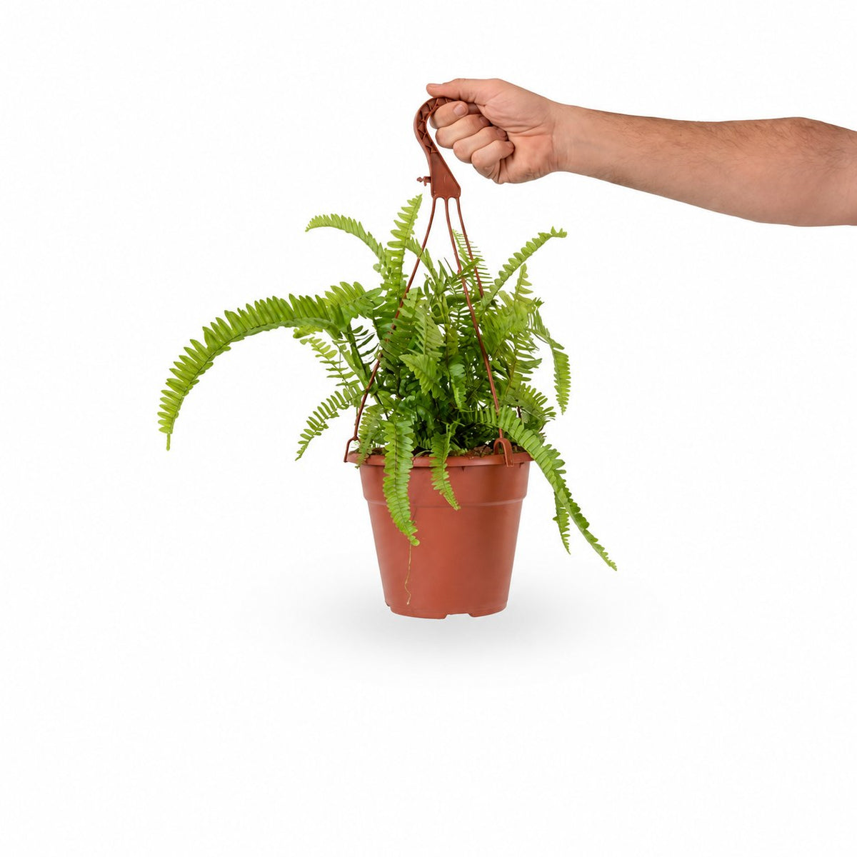 שרך כליין קיפח