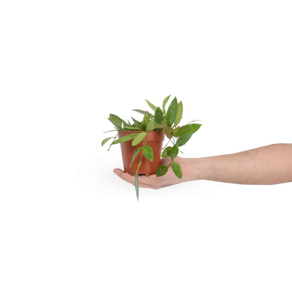 הויה גרסיליס | בת שבע גרסיליס Hoya gracilis | משתלה אינטרנטית | ראש השנה 2021