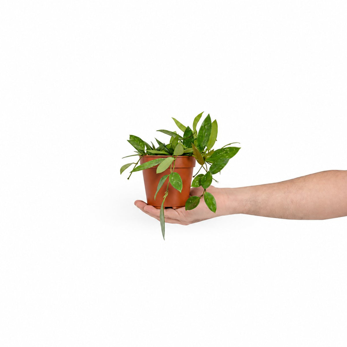 הויה גרסיליס | בת שבע גרסיליס Hoya gracilis | משתלה אינטרנטית | ראש השנה 2021