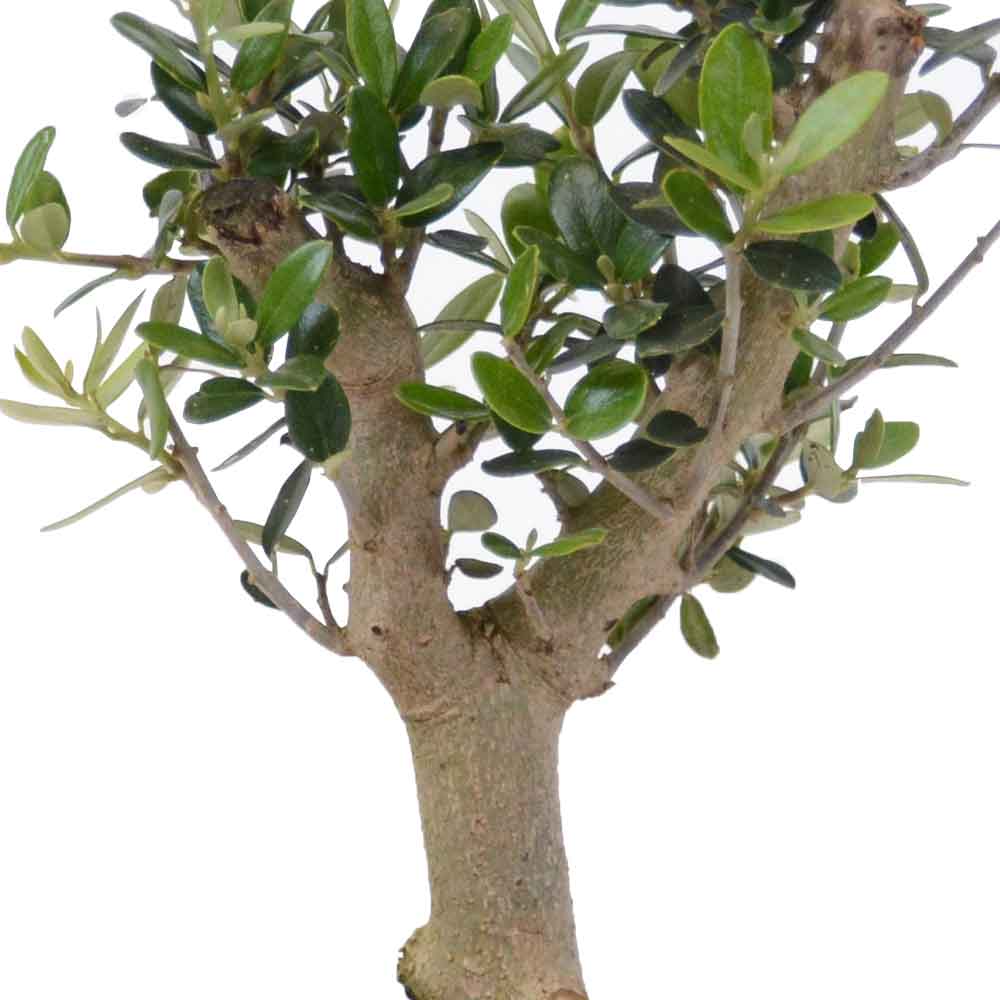  עץ זית בונסאי | Olive Tree  | HOYA | ho-ya | משתלה אינטרנטית | צמחי בית | עד הבית | פריחת הצמח | משלוח צמחי בית | משתלה עד הבית | plant on it | let neta your plants