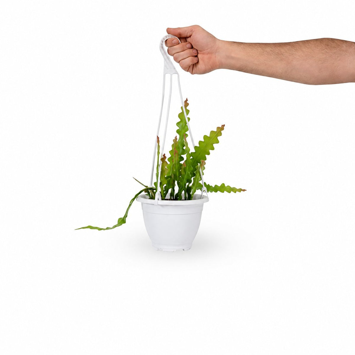 אפיפיליום זיג זג | FISHBONE CACTUS | hoya | plant it | neta plant | צמחי בית | משתלה אינטרנטית | משתלה אונליין