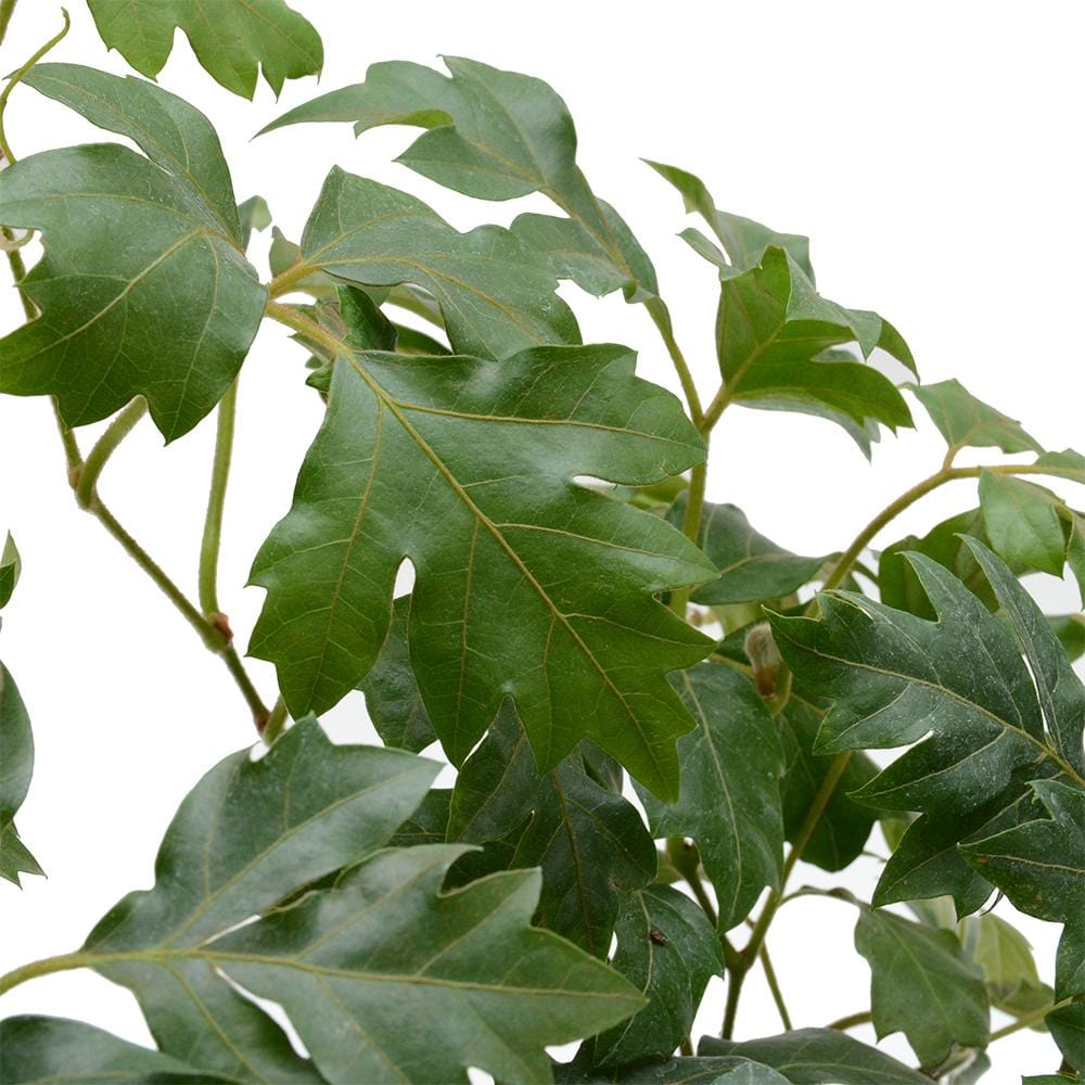 גפנית | גפנית משולשת | גפנית מטפסת HOYA | גפנית | Parthenocissus