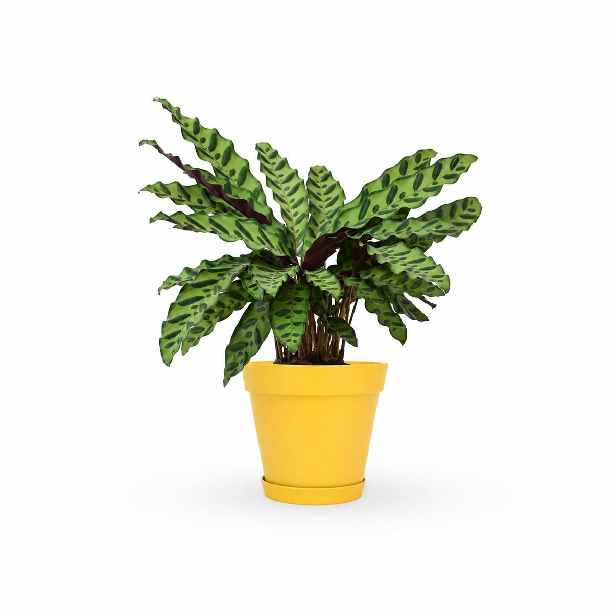 קלתאה אינסיגניס | calathea insignis |HOYA משלוחי צמחים- קלתאה אורנטה- הויהcalathea | קניית צמחים | משתלה אונלין | קלתאה | משלוחי צמחים