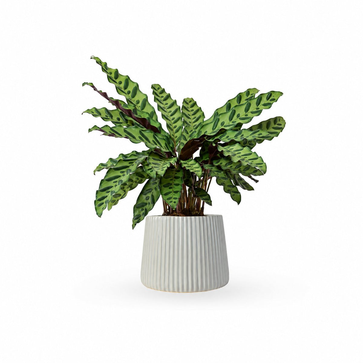 קלתאה אינסיגניס | calathea insignis |HOYA משלוחי צמחים- קלתאה אורנטה- הויהcalathea | קניית צמחים | משתלה אונלין | קלתאה | משלוחי צמחים