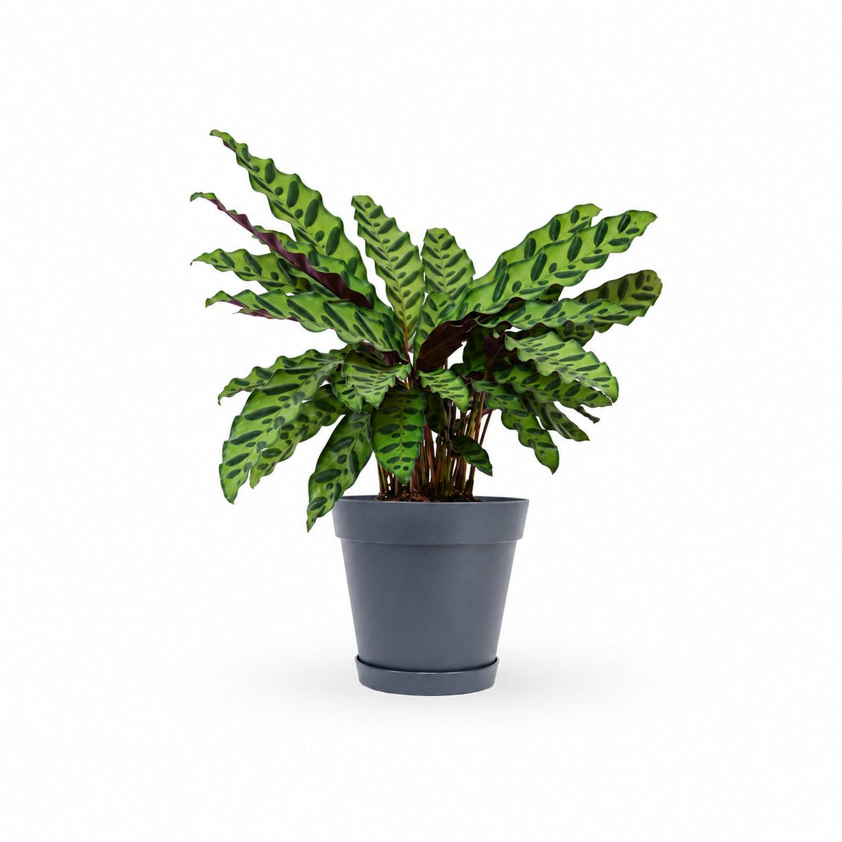 קלתאה אינסיגניס | calathea insignis |HOYA משלוחי צמחים- קלתאה אורנטה- הויהcalathea | קניית צמחים | משתלה אונלין | קלתאה | משלוחי צמחים