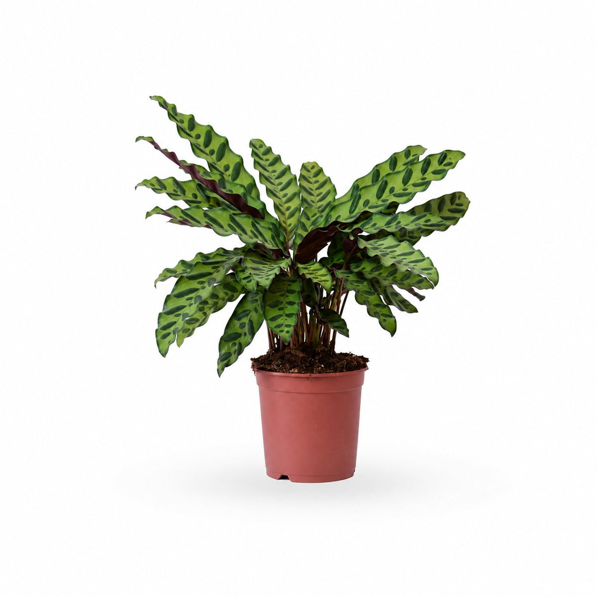 קלתאה אינסיגניס | calathea insignis |HOYA משלוחי צמחים- קלתאה אורנטה- הויהcalathea | קניית צמחים | משתלה אונלין | קלתאה | משלוחי צמחים
