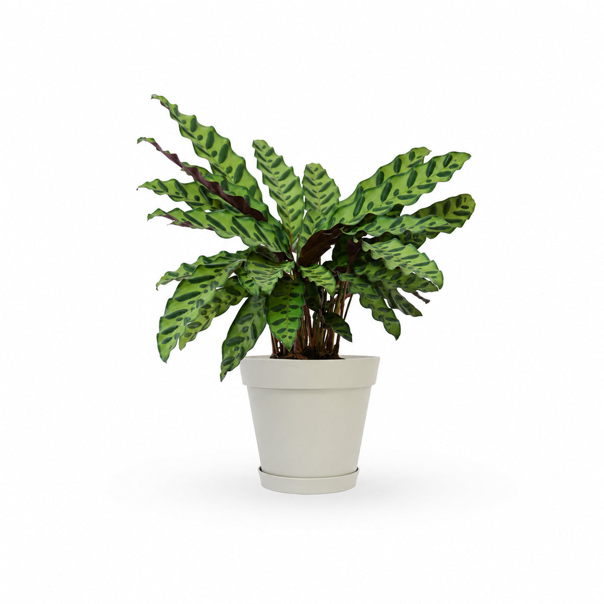 קלתאה אינסיגניס | calathea insignis |HOYA משלוחי צמחים- קלתאה אורנטה- הויהcalathea | קניית צמחים | משתלה אונלין | קלתאה | משלוחי צמחים
