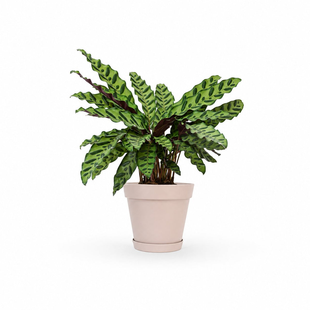 קלתאה אינסיגניס | calathea insignis |HOYA משלוחי צמחים- קלתאה אורנטה- הויהcalathea | קניית צמחים | משתלה אונלין | קלתאה | משלוחי צמחים
