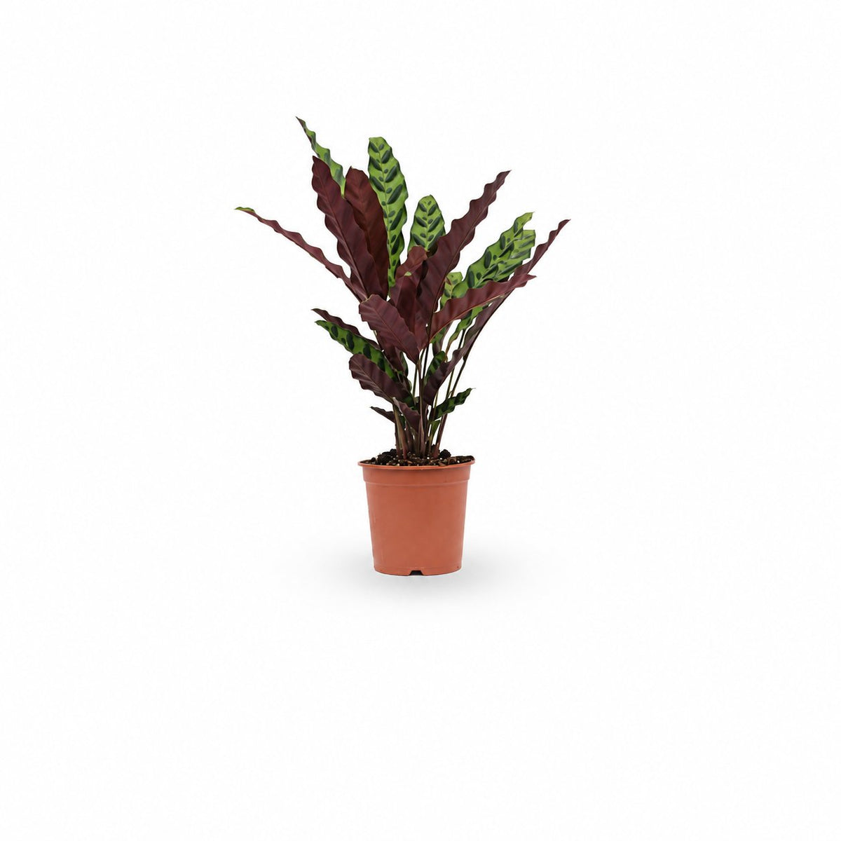 קלתאה אינסיגניס | calathea insignis |HOYA משלוחי צמחים- קלתאה אורנטה- הויהcalathea | קניית צמחים | משתלה אונלין | קלתאה | משלוחי צמחים