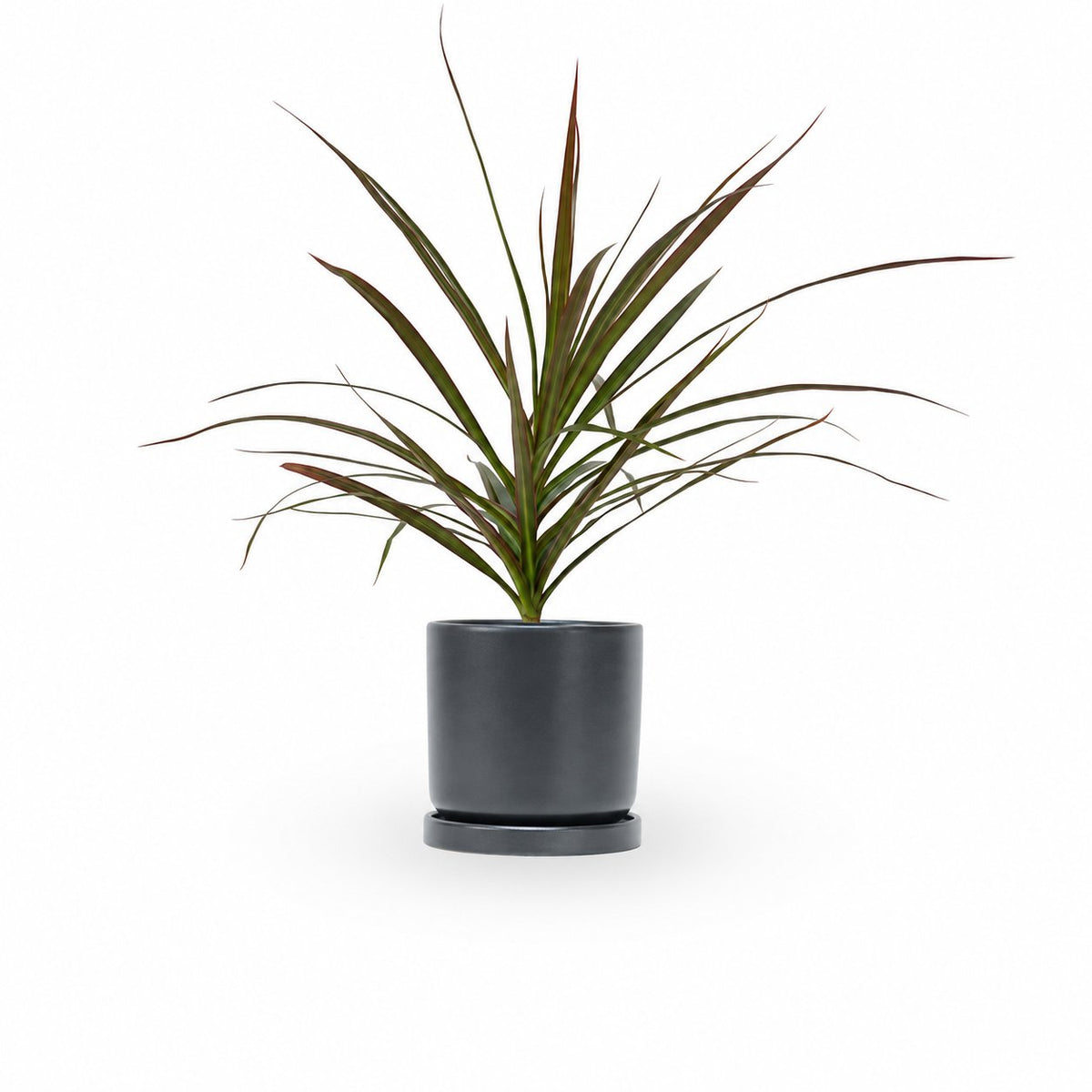 דרצנה מרגינטה, דרקונית, Dracaena