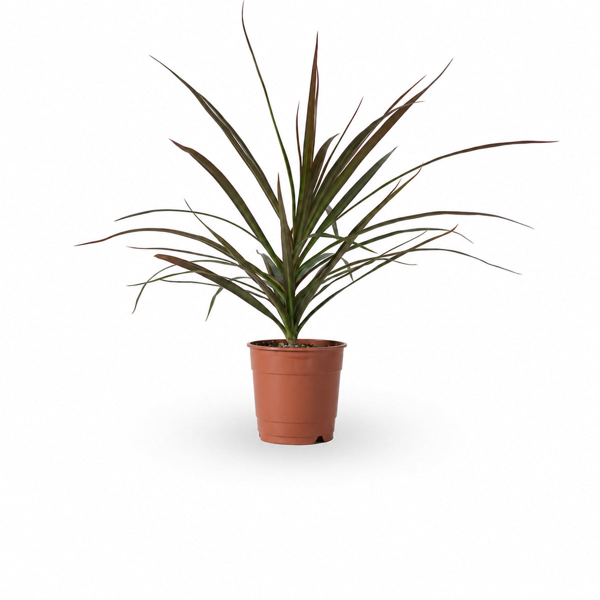דרצנה מרגינטה, דרקונית, Dracaena