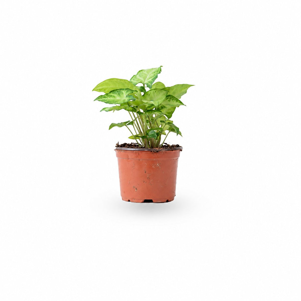 סינגוניום syngonium  משתלה אינטרנטית
