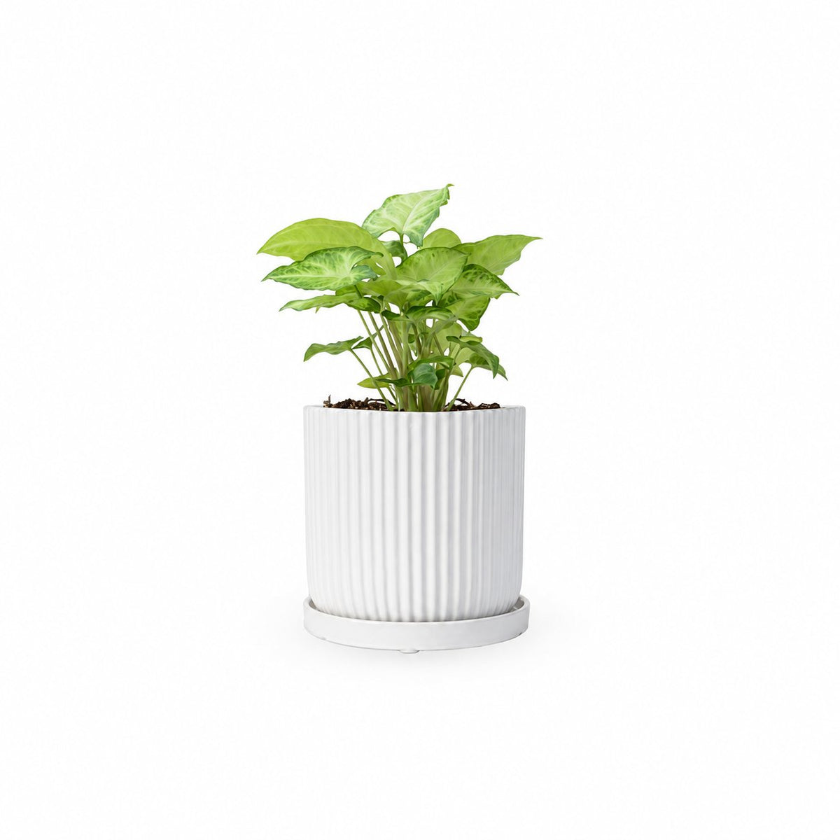 סינגוניום syngonium  משתלה אינטרנטית