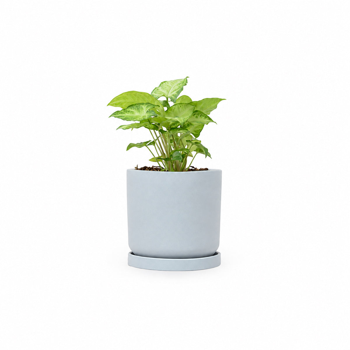 סינגוניום syngonium  משתלה אינטרנטית