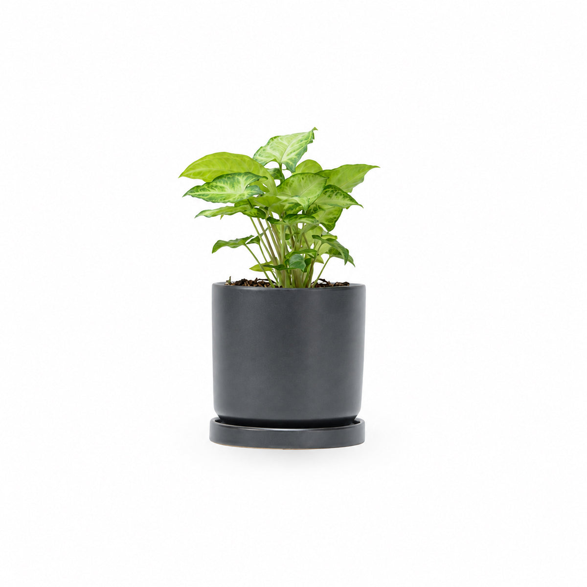 סינגוניום syngonium  משתלה אינטרנטית